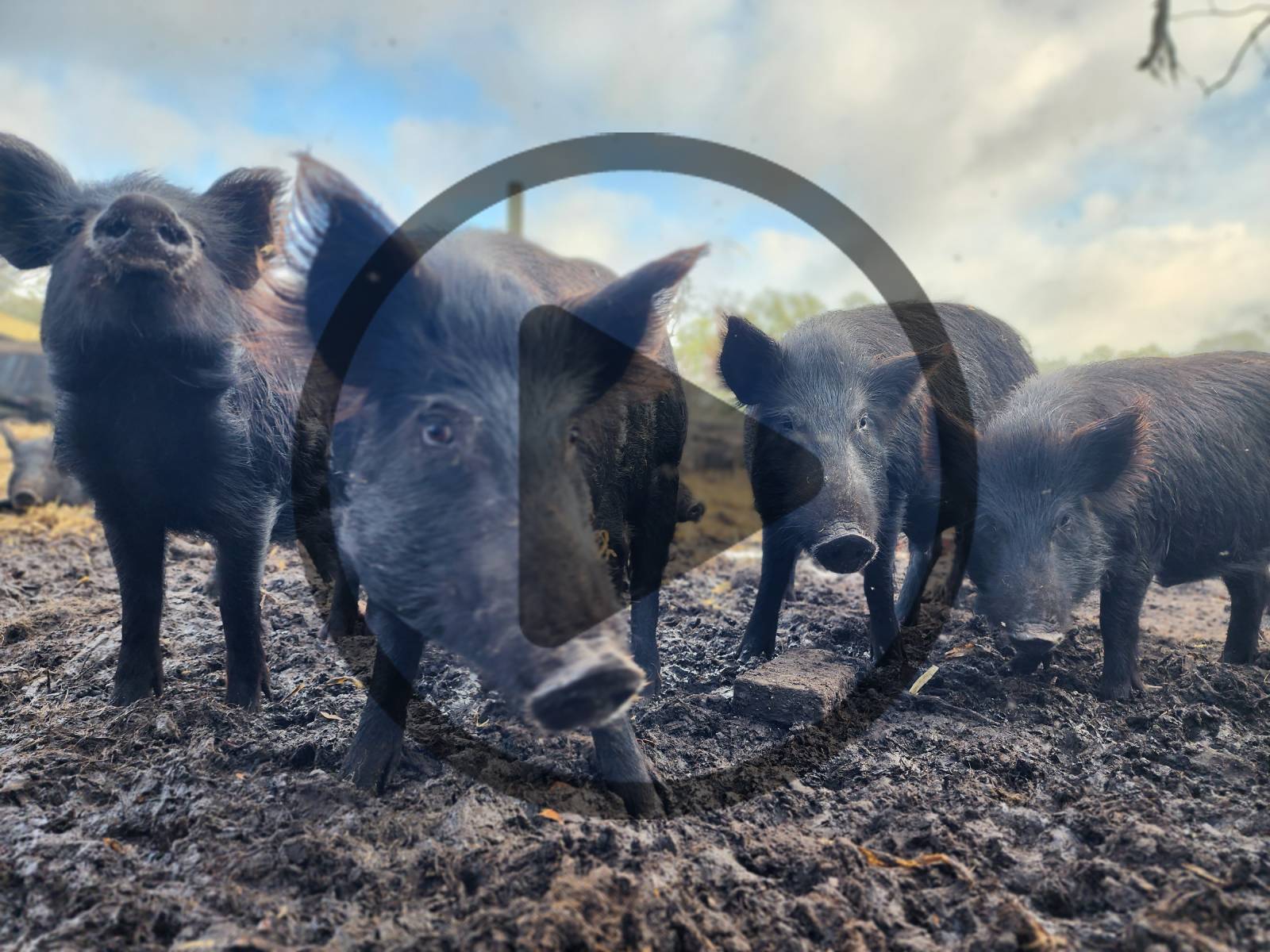 Can You Eat Wild Boar? – Mother Earth News